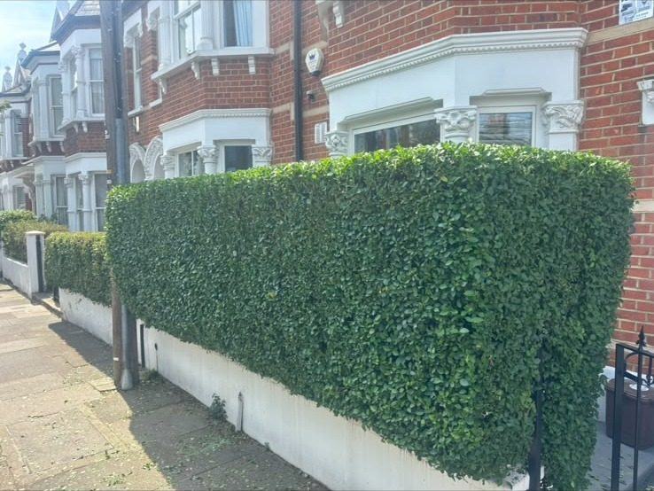 Roadside hedge cut square