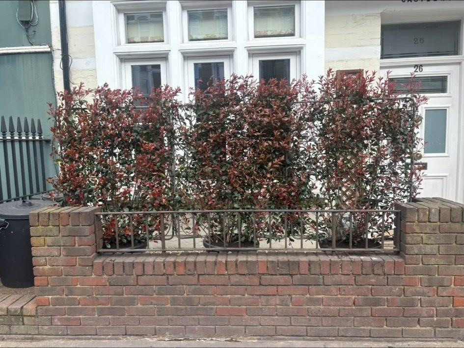 A photinia hedge trimmed neatly above the railings
