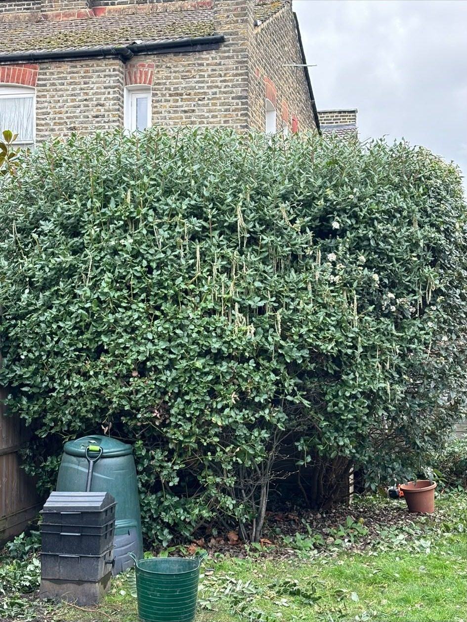 Tall hedge trimmed back in the garden