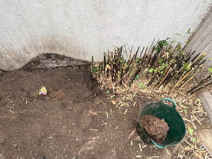 Shrubs cut back and roots dug out