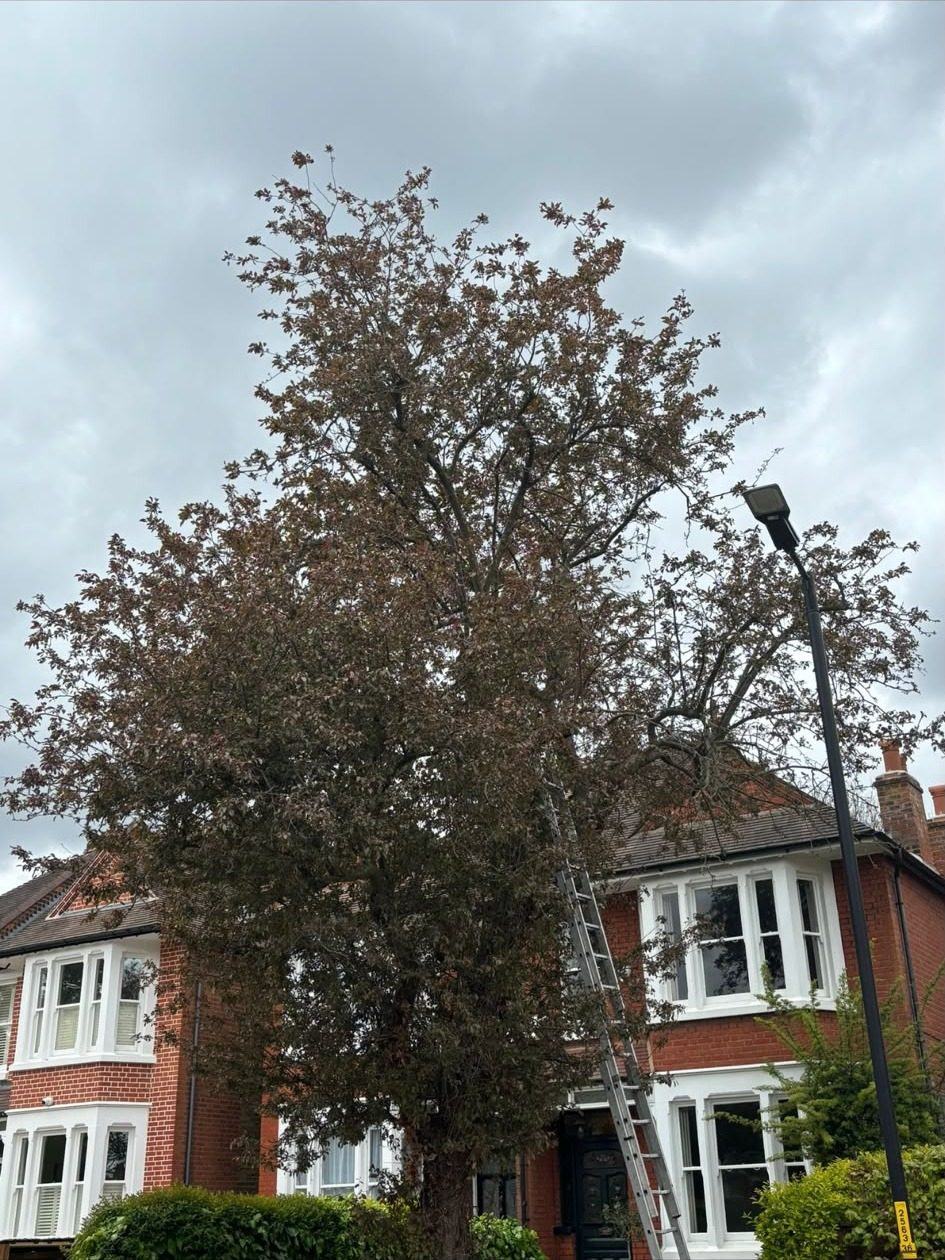 Large tree alongside a terraced house