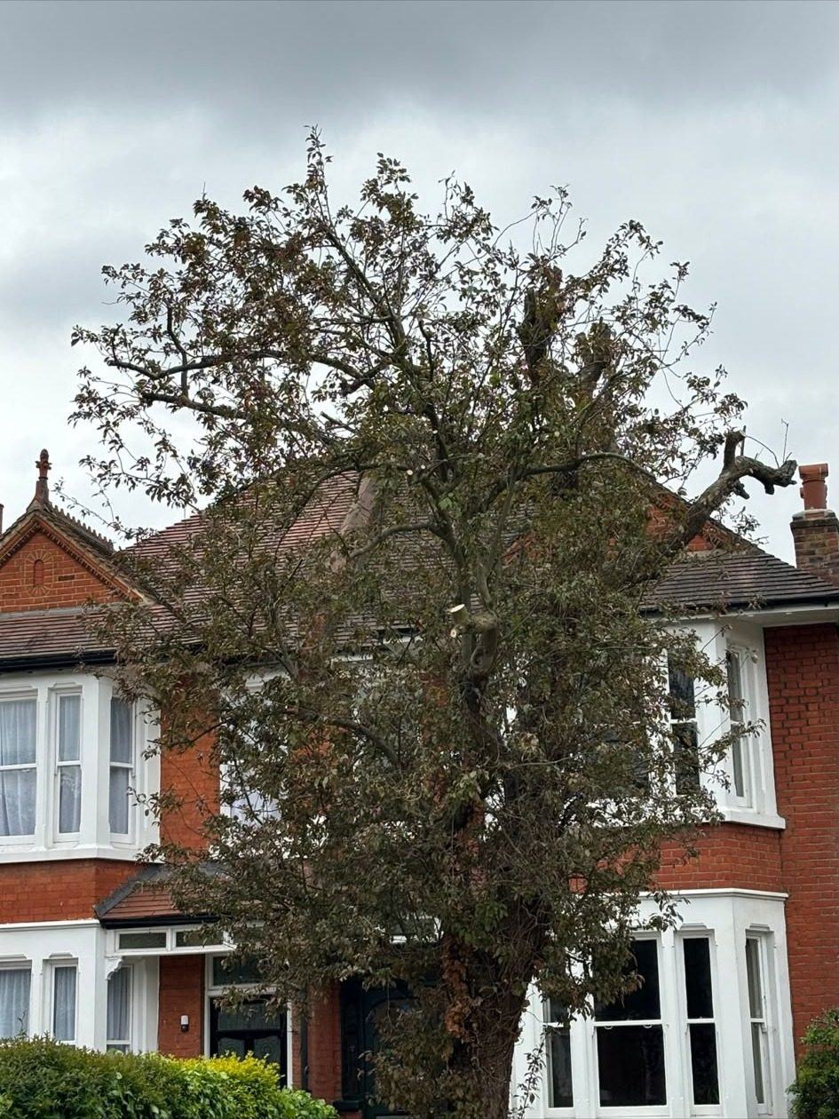 Mature tree in front of a victorian terrace