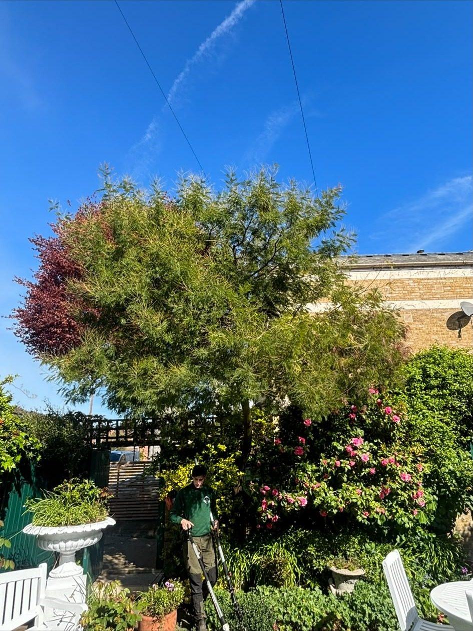 Garden trees and shrubs before being cut back