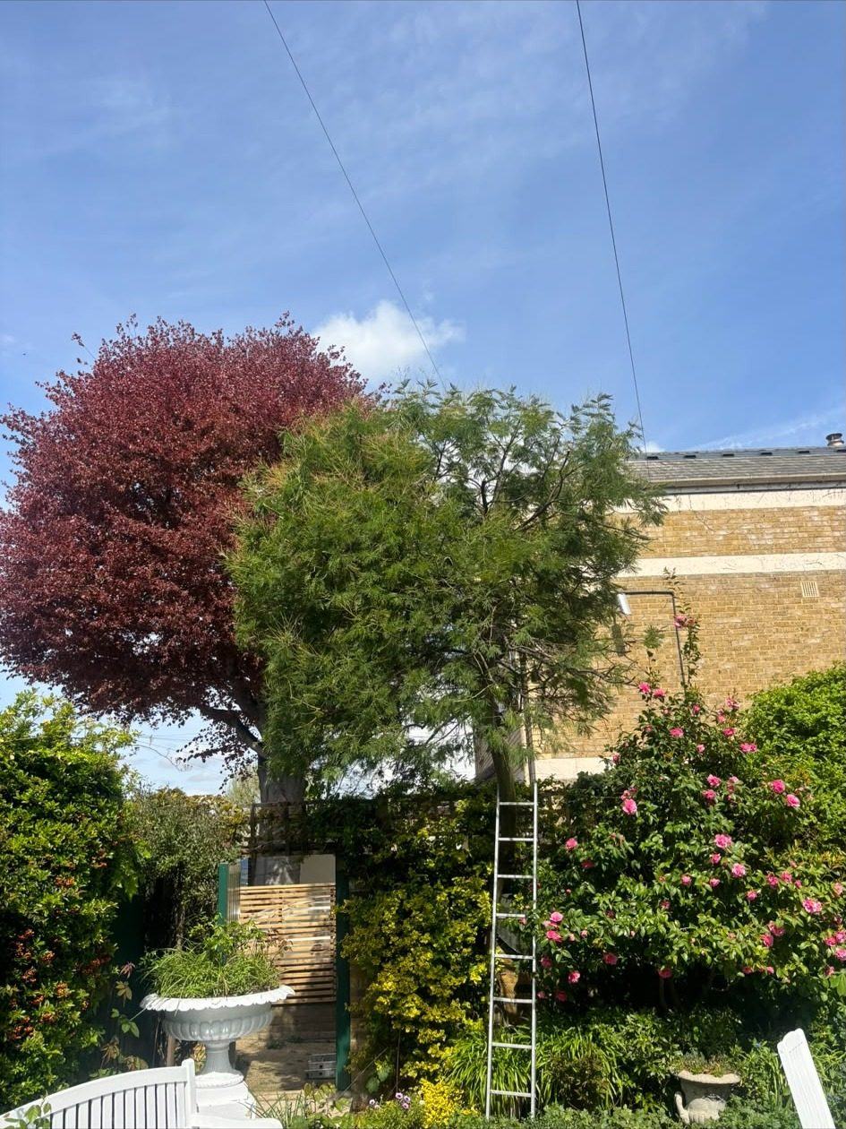 Ladder against a tree beside the house