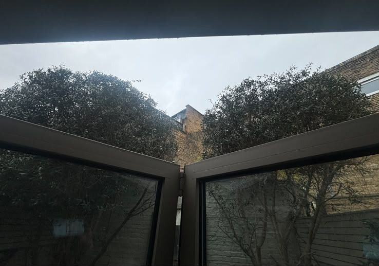 The boundary trees cut back, seen from the extension