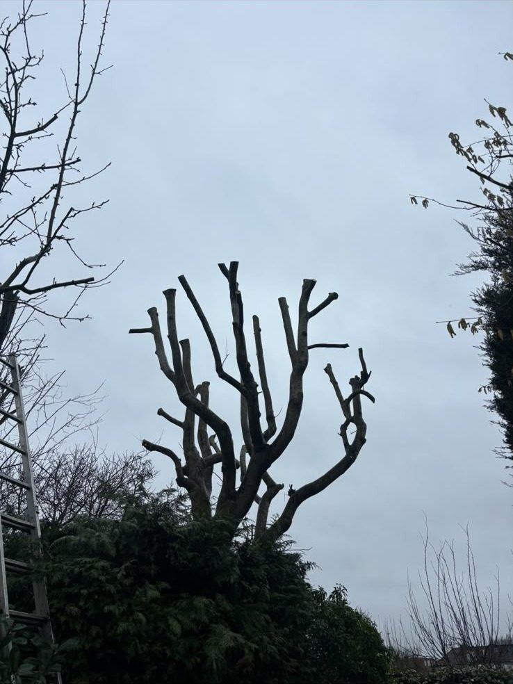 A tree pollarded hard, standing against the sky