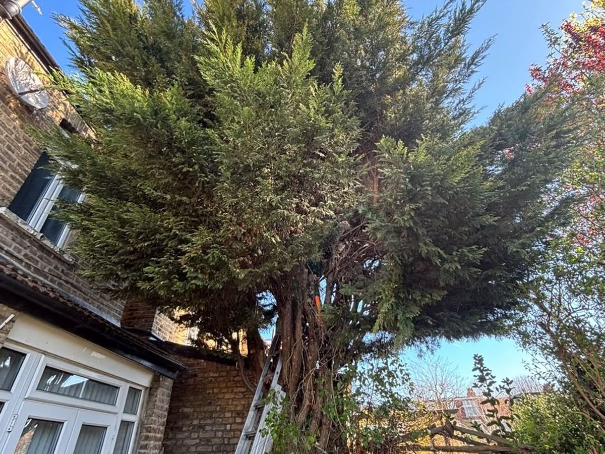 A large conifer standing alongside a house
